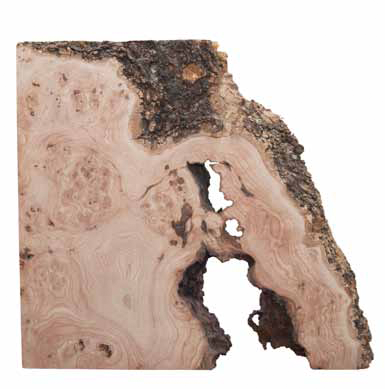 Fragmento de fresno desmochado